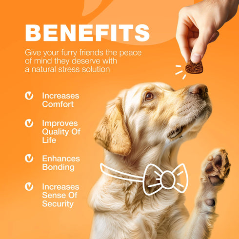 Dog Allergy Relief Chews Itch Relief for Dogs Anti Itch Dog Allergy Chews US Formulated Dog Itching Skin Relief with Salmon Oil Immune Health Seasonal Allergies & Hot Spots Support Treats