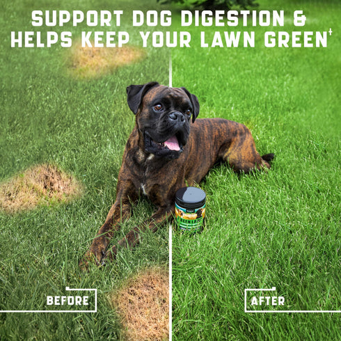 Green Lawn Chews for Dogs - Natural Dog Urine Neutralizer for Lawn with Cranberry, Probiotics, ACV & Digestive Enzymes - 180 Chews for Healthy Bladder, Urinary Tract - Grass Burn, Yellow Spots Treats