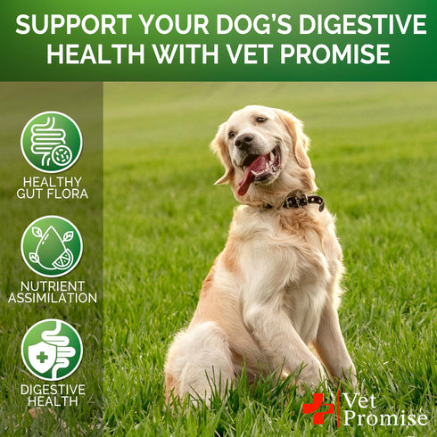 Probiotics for Dogs Dog Probiotics and Digestive Enzymes for Gut Health Itchy Skin Allergies Immunity Yeast Balance Prebiotics Reduce Diarrhea Gas 120 Probiotic Chews for Dogs USA Made